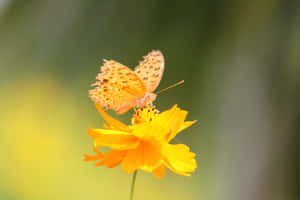 A Vibrant Yellow Butterfly Perched On Purple Flowers Wallpaper