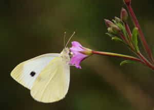 A Vibrant Yellow Butterfly Resting On Beautiful Blossoms Wallpaper
