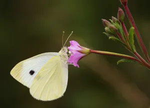 A Vibrant Yellow Butterfly Resting On Beautiful Blossoms Wallpaper