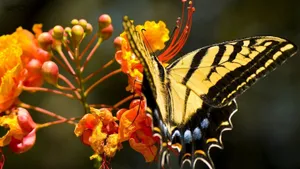 A Vibrant Yellow Butterfly Resting On Lavender Flowers Wallpaper