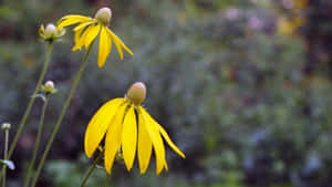 A Vibrant Yellow Coneflower In Full Bloom Wallpaper