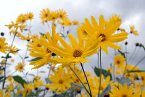 A Vibrant Yellow Daisy In Full Bloom Wallpaper