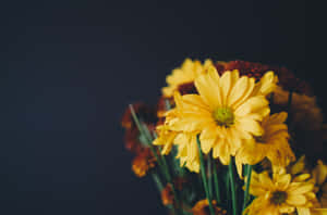 A Vibrant Yellow Daisy In Full Bloom Wallpaper