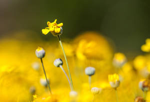 A Vibrant Yellow Flower Wallpaper