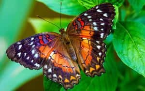 A Vibrant Yellow Monarch Butterfly Enjoys The Spring Sunshine Wallpaper