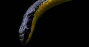 A Vibrant Yellow Snake Gracefully Coils Wallpaper