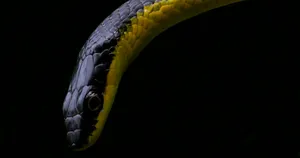 A Vibrant Yellow Snake Gracefully Coils Wallpaper