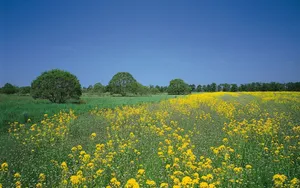 A Vibrant Yellow Summer Day Wallpaper