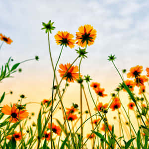 A Vibrant Yellow Sunflower Field During Summer Wallpaper