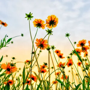 A Vibrant Yellow Sunflower Field During Summer Wallpaper
