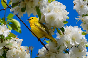 A Vibrant Yellow Warbler Perched On A Branch Wallpaper