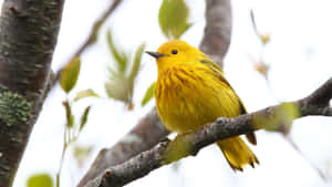 A Vibrant Yellow Warbler Perched On A Leafy Branch Wallpaper