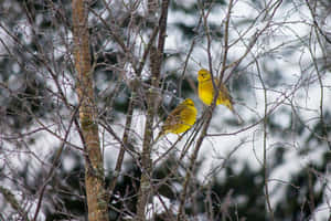 A Vibrant Yellowhammer Perched On A Tree Branch Wallpaper
