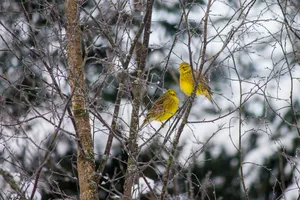 A Vibrant Yellowhammer Perched On A Tree Branch Wallpaper