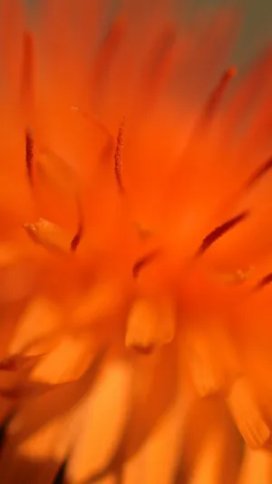 A Vibrant Zoom Flower With Beautiful Pointed Petals Wallpaper