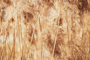 A View Of A Tall Field Of Pampas Grass In The Late Afternoon Wallpaper