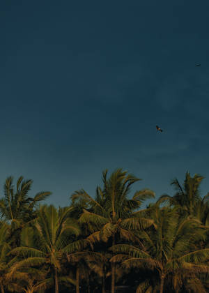 A View Of The Sky Dimly Lit By Coconut Trees Wallpaper