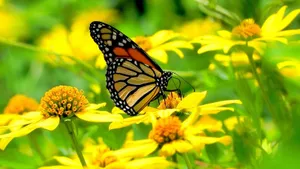 A Vivid And Beautiful Yellow Butterfly Fluttering By Wallpaper