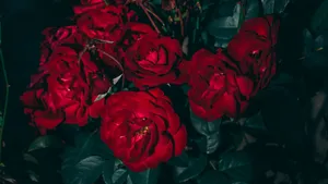 A Vivid Display Of Red Flower Aesthetic Wallpaper