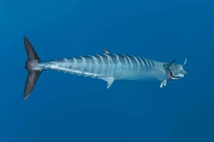 A Wahoo Fish Swimming In The Deep Blue Sea Wallpaper
