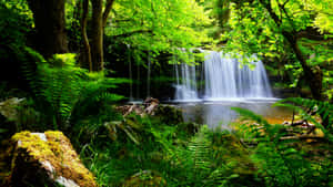 A Waterfall In A Lush Green Forest Wallpaper