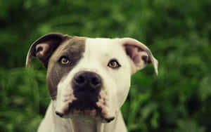 A White And Brown Dog Is Standing In The Grass Wallpaper