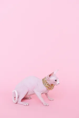 A White Cat With A Gold Chain On Its Neck Wallpaper