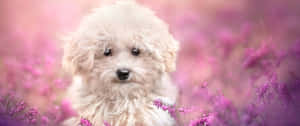 A White Dog Is Sitting In A Field Of Purple Flowers Wallpaper