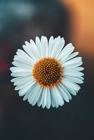 A White Flower With A Yellow Center Wallpaper