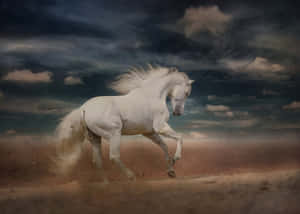 A White Horse Run In The Shore Wallpaper