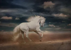 A White Horse Run In The Shore Wallpaper