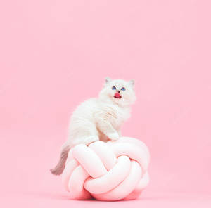 A White Kitten Sitting On Top Of A Pink Ball Wallpaper