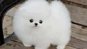 A White Pomeranian Puppy Standing On A Wooden Bench Wallpaper