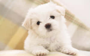 A White Puppy Is Sitting On A Blanket Wallpaper