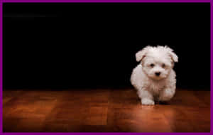 A White Puppy Walking On A Dark Floor Wallpaper