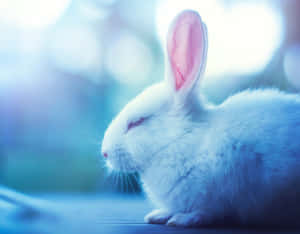 A White Rabbit Is Sitting On A Table With Blue Background Wallpaper