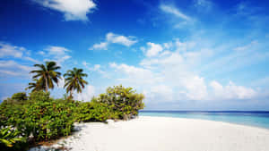 A White Sandy Beach With Palm Trees And Blue Water Wallpaper