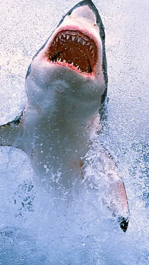 A White Shark Jumping Out Of The Water Wallpaper