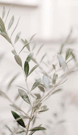 A White Vase With Green Leaves Wallpaper