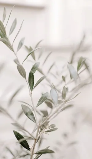 A White Vase With Green Leaves Wallpaper