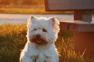 A White Westie Lounge In The Colorful Sunset Wallpaper