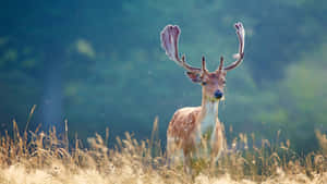 A Whitetail Deer Pauses In A Patch Of Grass Wallpaper