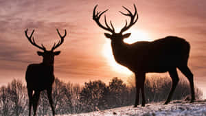 A Whitetail Deer Taking In The Snow-covered Wilderness Wallpaper