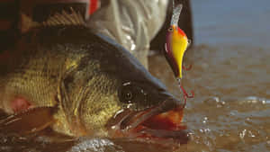 A Wide Selection Of Fishing Baits On A Wooden Table Wallpaper