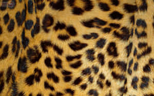 A Wild And Fun Leopard Pattern Wallpaper Wallpaper