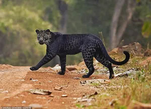 A Wild Black Leopard Stands Guard On The African Plains. Wallpaper