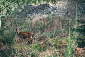 A Wild Doe Meandering Through The Forest Wallpaper