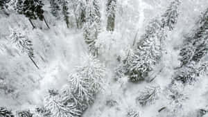 A Winter Wonderland In The Forest Wallpaper