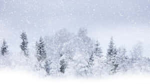 A Winter Wonderland Wallpaper