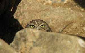 A Wise-looking Owl With A Commanding Presence Wallpaper